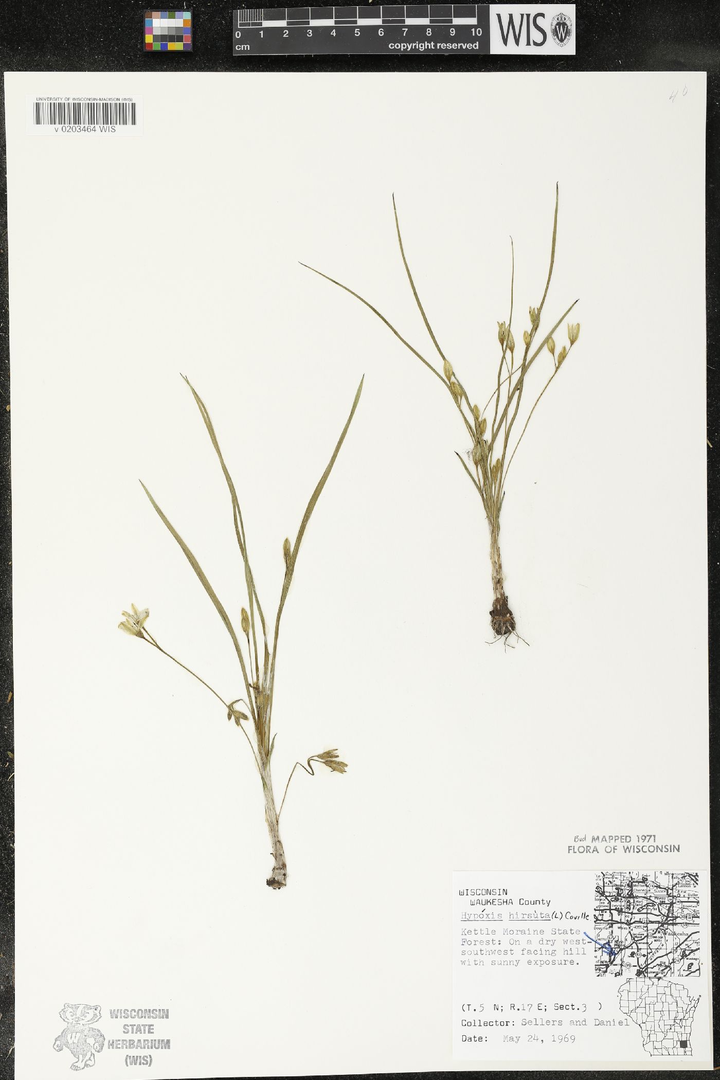 Hypoxis hirsuta image