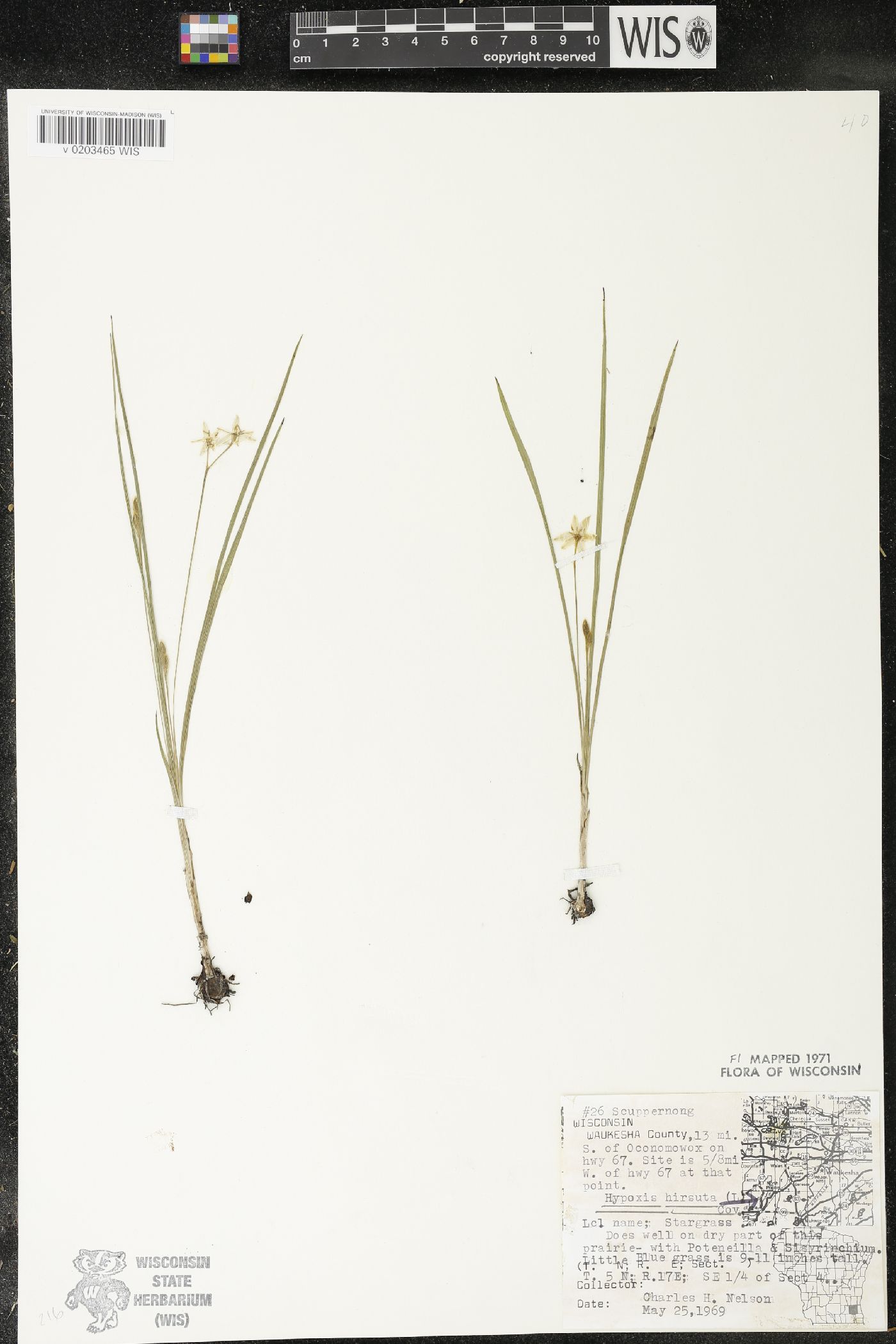 Hypoxis hirsuta image