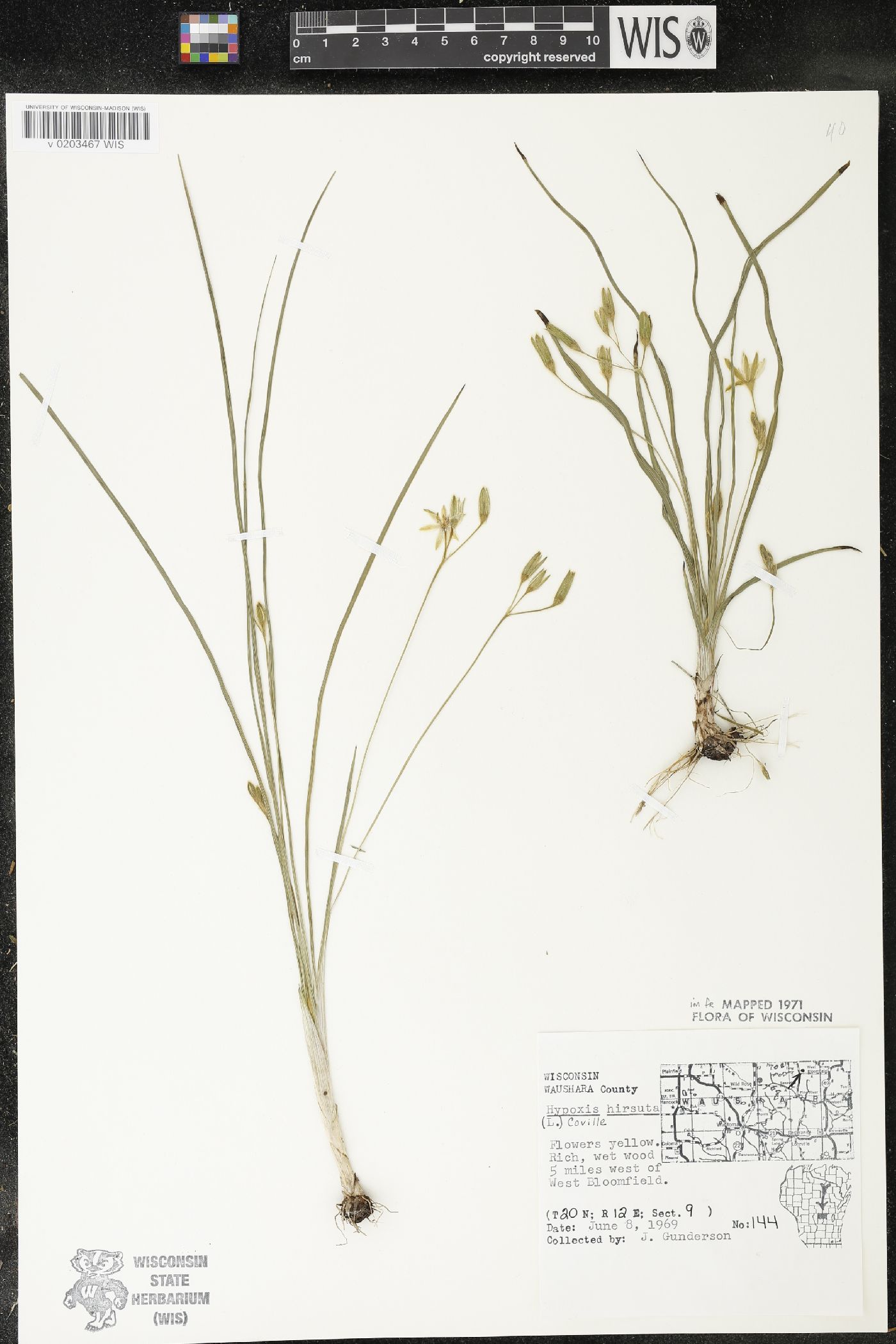 Hypoxis hirsuta image
