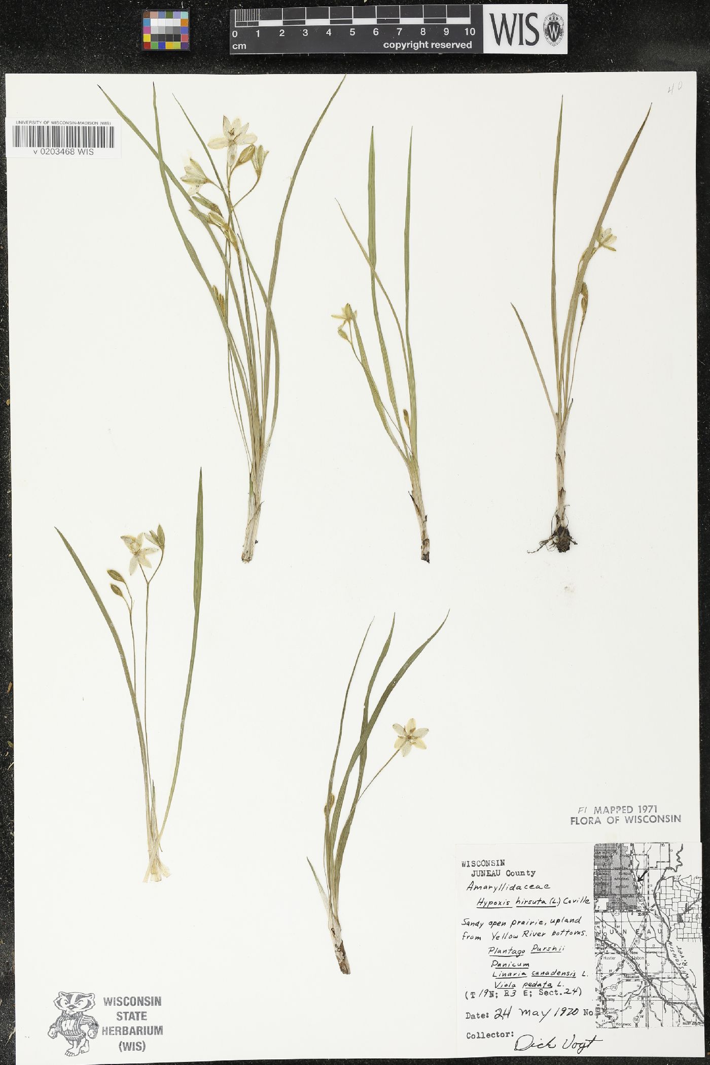 Hypoxis hirsuta image