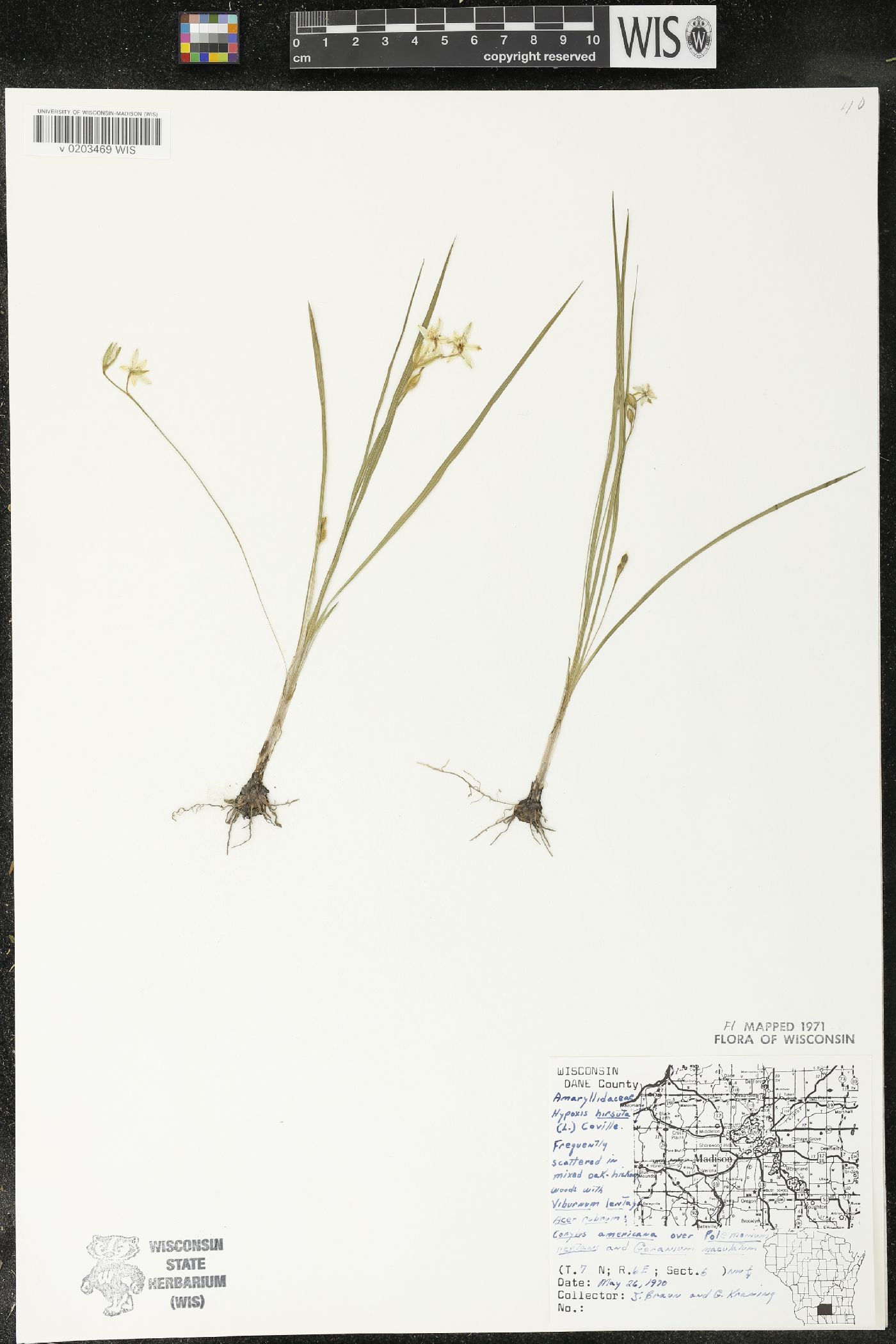 Hypoxis hirsuta image