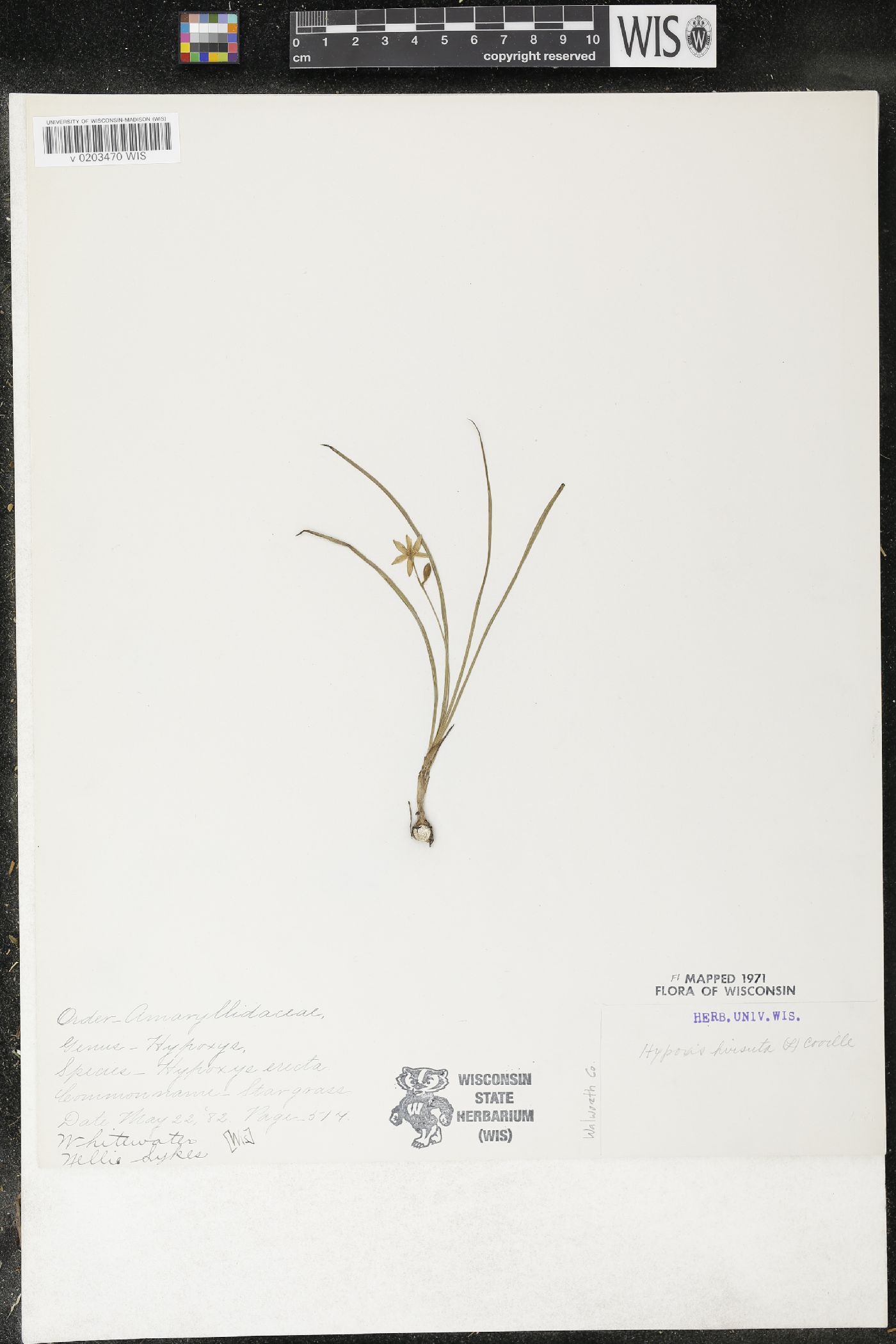 Hypoxis hirsuta image