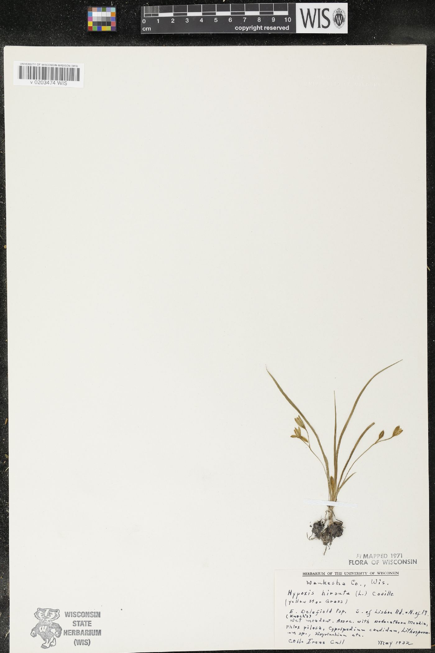 Hypoxis hirsuta image