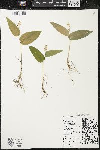 Maianthemum canadense var. interius image