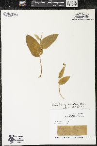 Maianthemum canadense var. interius image