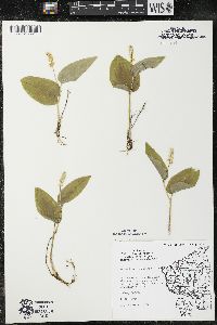 Maianthemum canadense var. interius image