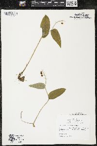 Maianthemum canadense var. interius image
