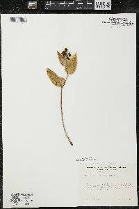 Maianthemum canadense var. interius image