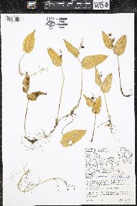 Maianthemum canadense var. interius image