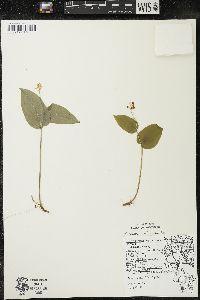 Maianthemum canadense var. interius image