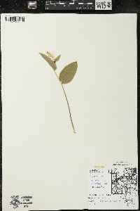 Maianthemum canadense var. interius image