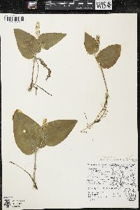 Maianthemum canadense var. interius image