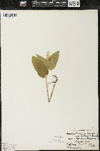 Maianthemum canadense var. interius image