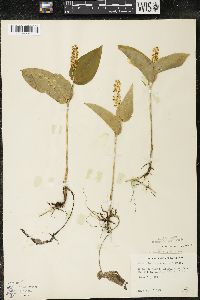Maianthemum canadense var. interius image