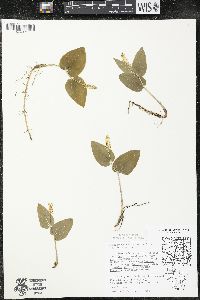 Maianthemum canadense var. interius image