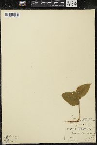 Maianthemum canadense var. interius image