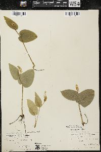 Maianthemum canadense var. interius image