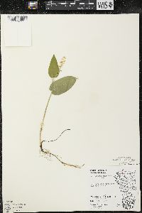 Maianthemum canadense var. interius image