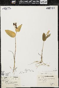 Maianthemum canadense var. interius image