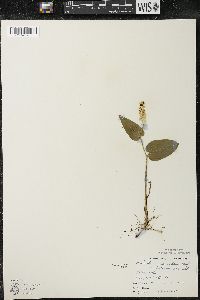 Maianthemum canadense var. interius image