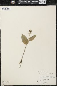 Maianthemum canadense var. interius image