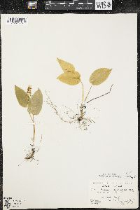 Maianthemum canadense var. interius image