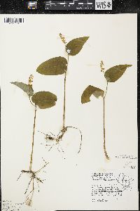 Maianthemum canadense var. interius image