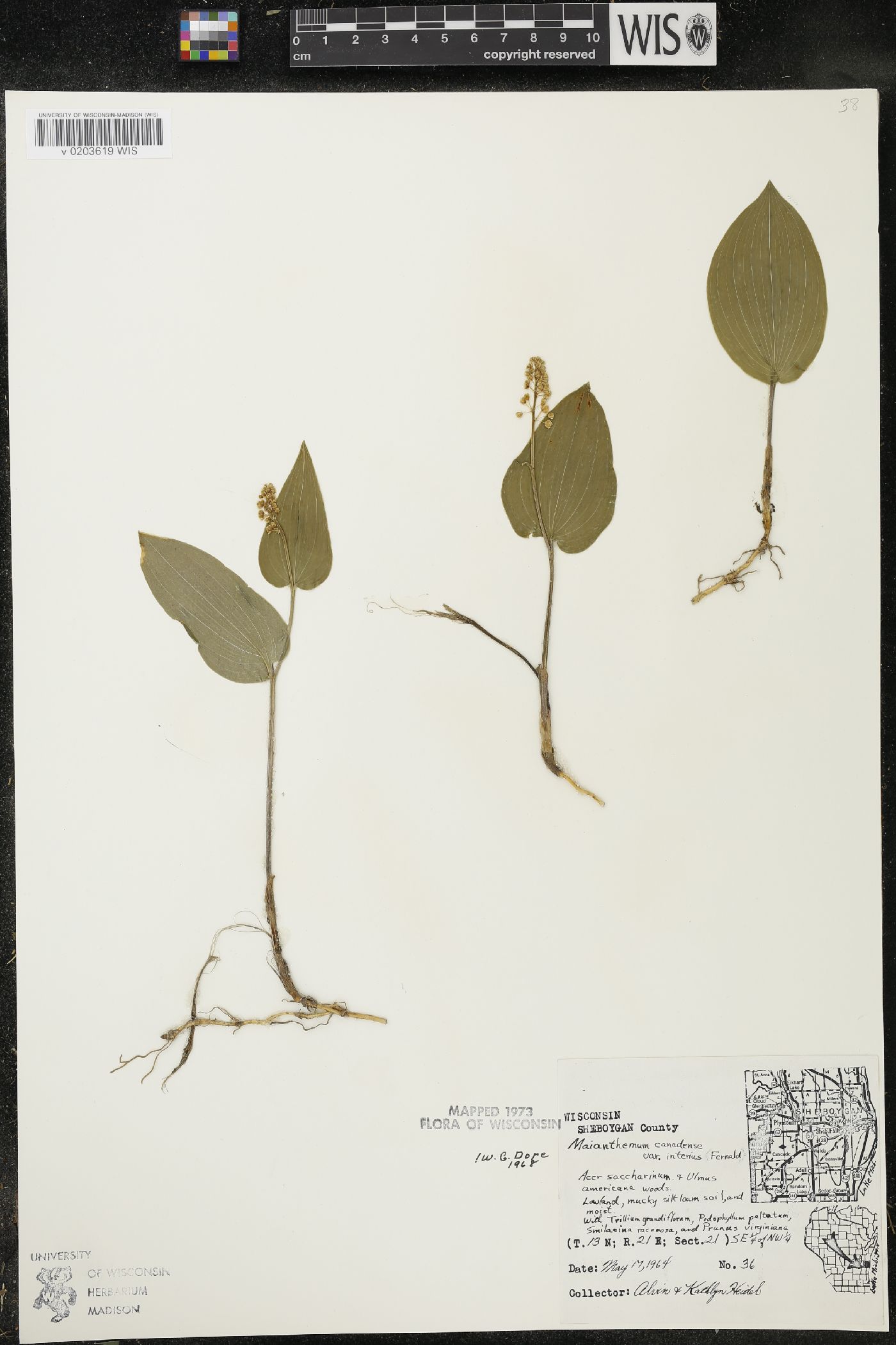 Maianthemum canadense var. interius image