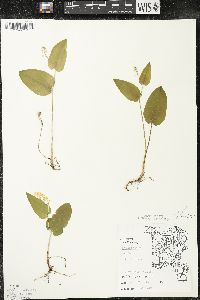 Maianthemum canadense var. interius image