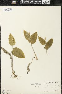 Maianthemum canadense var. interius image