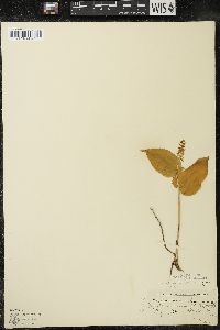 Maianthemum canadense var. interius image