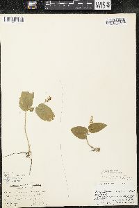 Maianthemum canadense var. interius image
