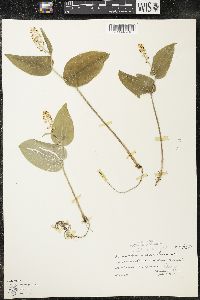 Maianthemum canadense var. interius image