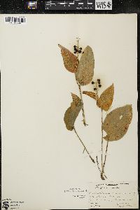 Maianthemum canadense var. interius image