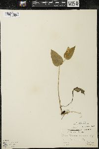 Maianthemum canadense var. interius image