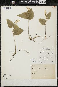 Maianthemum canadense var. interius image