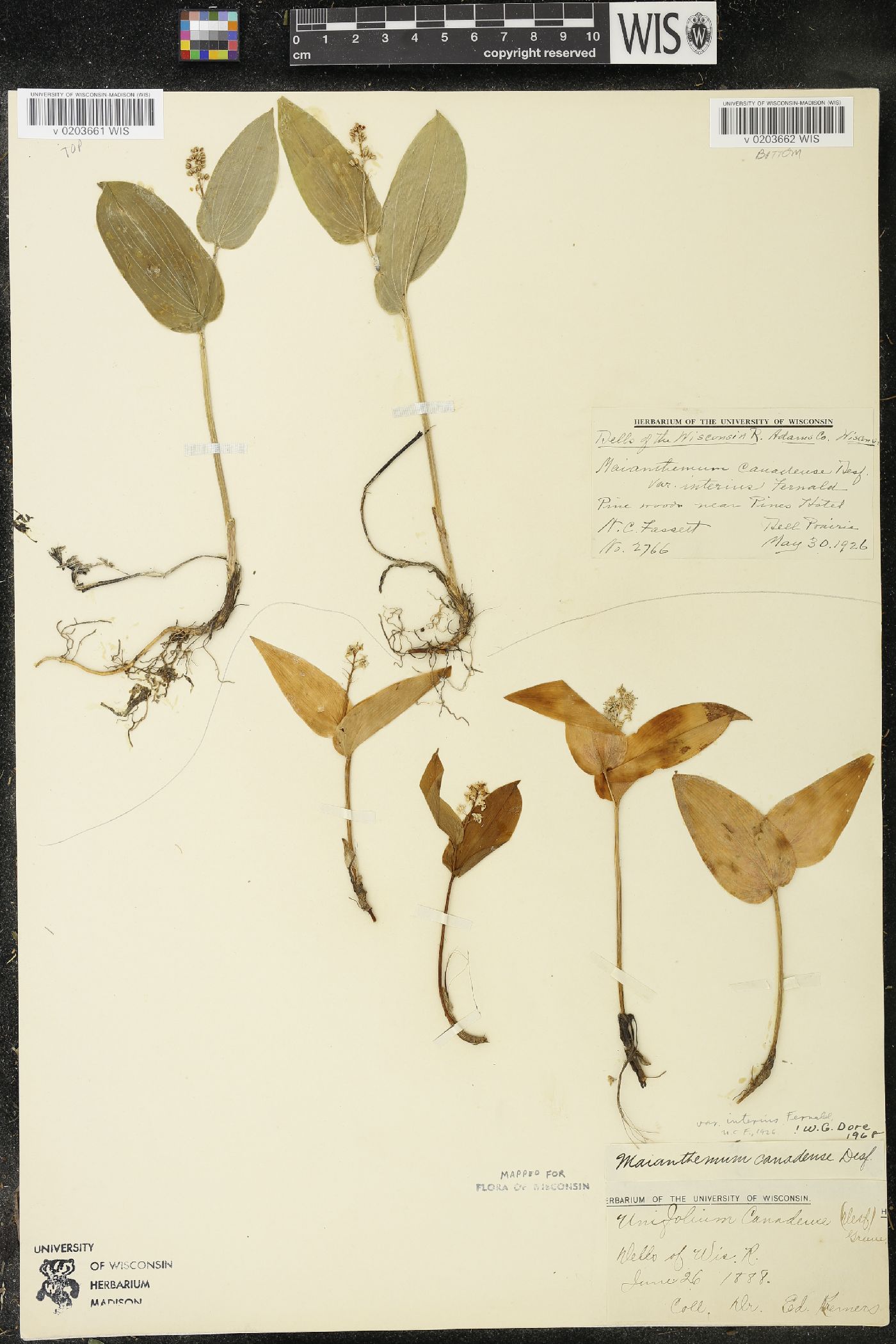 Maianthemum canadense var. interius image