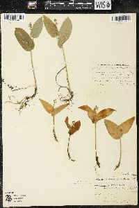 Maianthemum canadense var. interius image