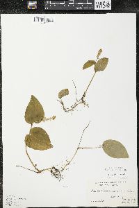Maianthemum canadense var. interius image