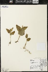 Maianthemum canadense var. interius image