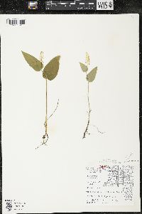 Maianthemum canadense var. interius image