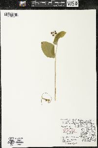 Maianthemum canadense var. canadense image