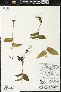 Maianthemum canadense var. canadense image