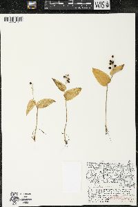Maianthemum canadense var. canadense image