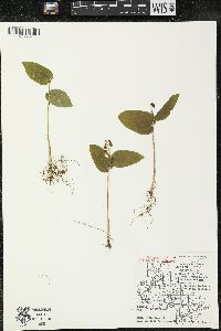 Maianthemum canadense var. canadense image
