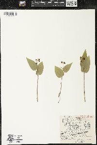 Maianthemum canadense var. canadense image