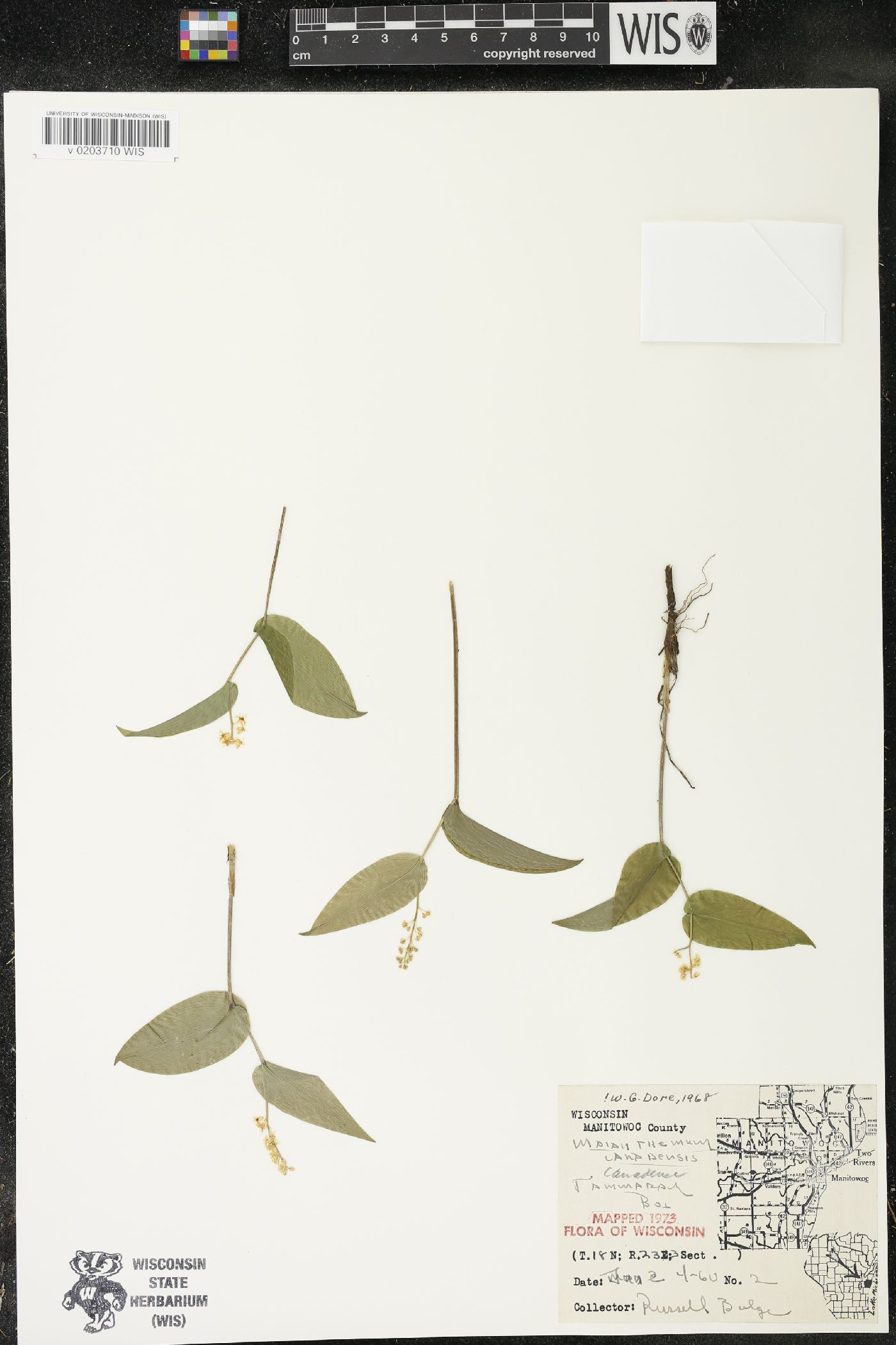 Maianthemum canadense var. canadense image