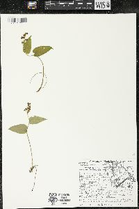 Maianthemum canadense var. canadense image