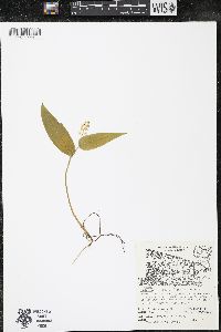 Maianthemum canadense var. canadense image