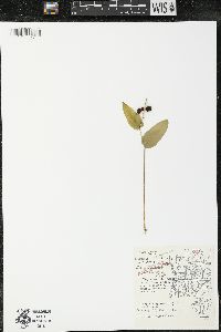 Maianthemum canadense var. canadense image